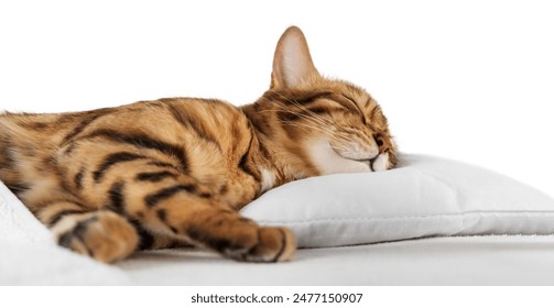 肉肉在干嘛推特